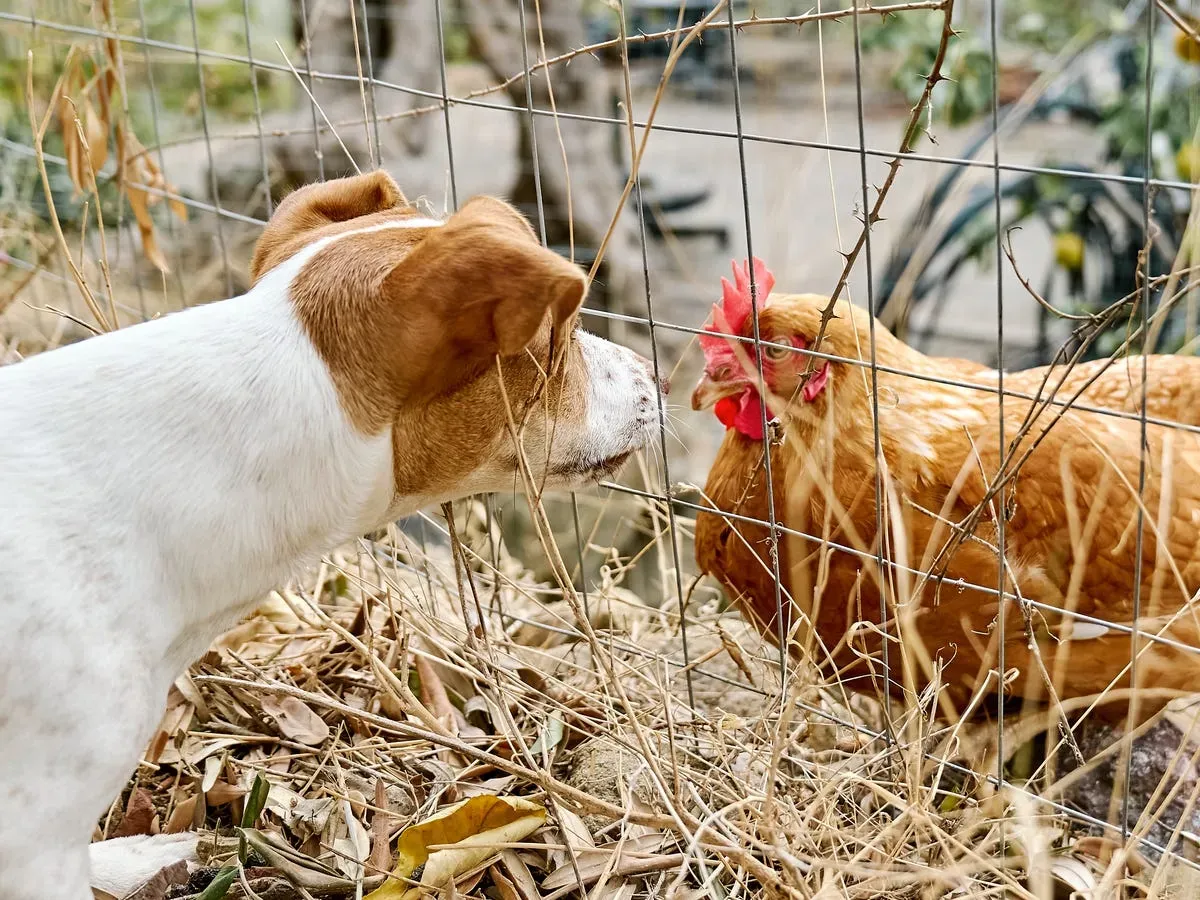 8 Dog Breeds That Will Protect Backyard Chickens Instead of Chasing Them