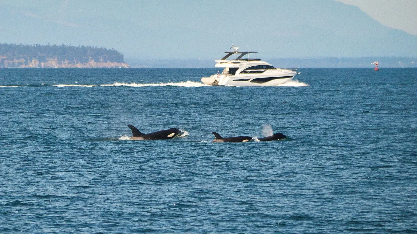 A psychologist explains his theory for why orcas are attacking boats