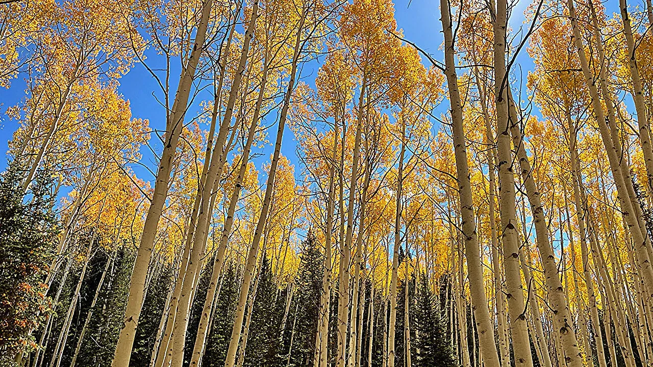 Aspens 'remember' past drought in their leaves, 3-year experiment finds