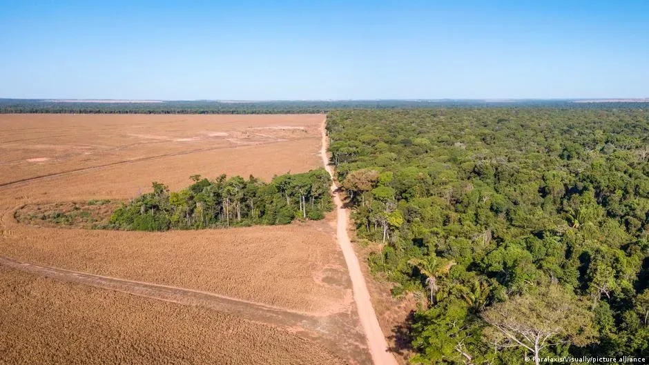 Brazil's elections matter for the planet. This is why