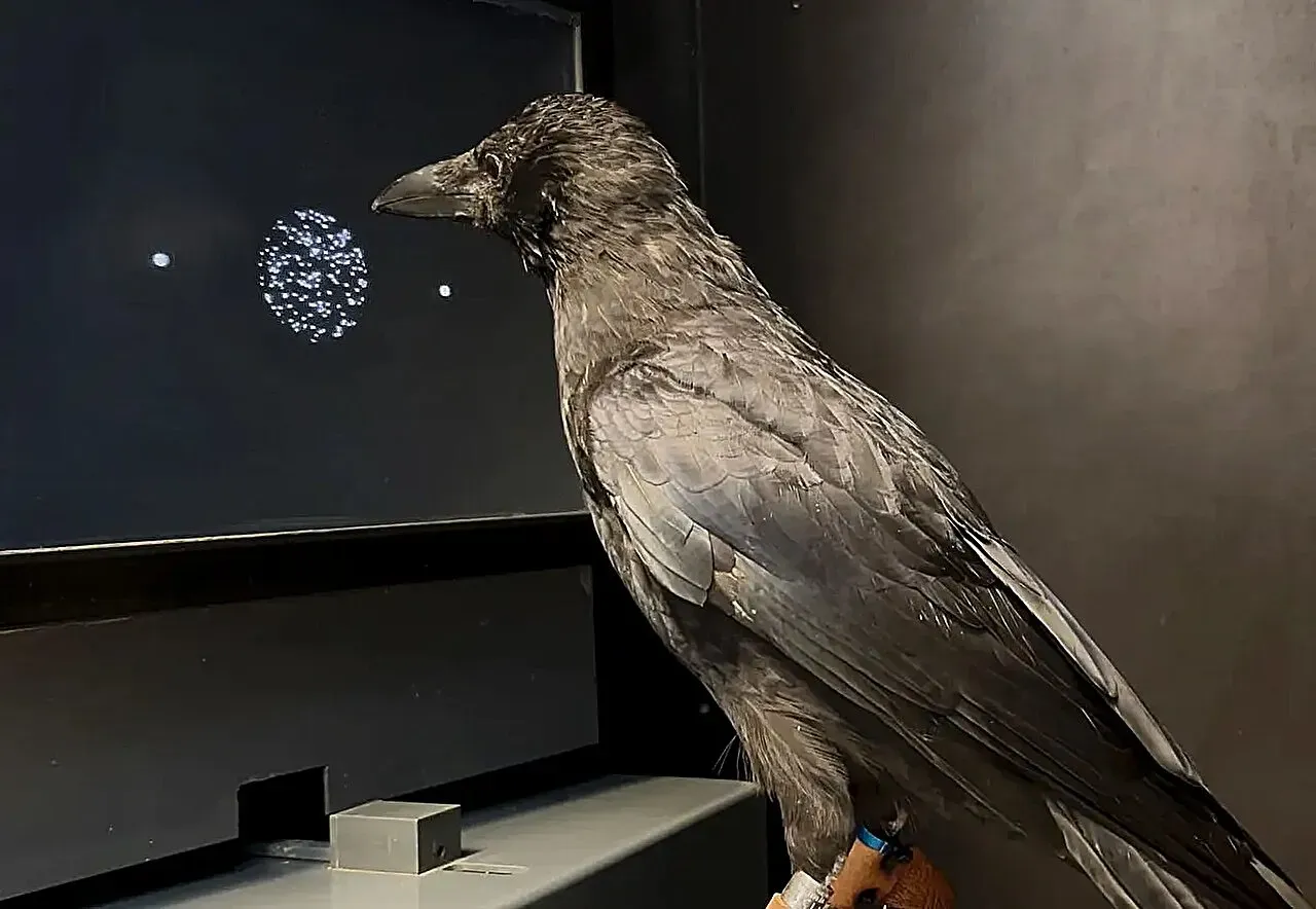 Crows make decisions twice as fast as humans and monkeys