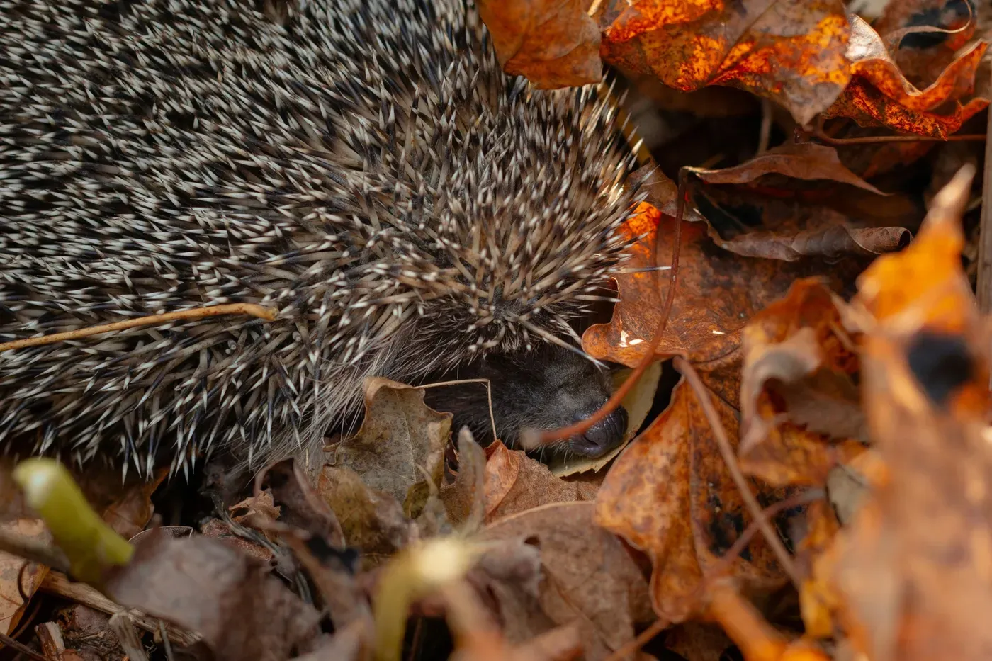 Embrace lazy fall gardening to protect wildlife