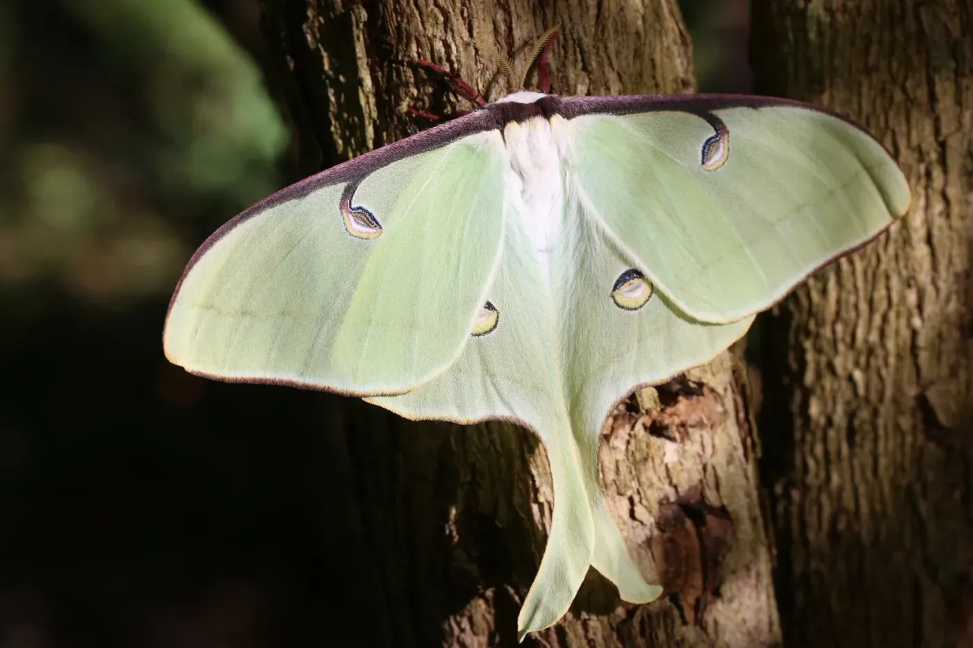 Experimental study on moths supports the molecular cookie cutter idea proposed for butterflies