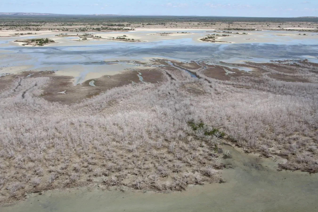 Falling sea levels due to El Niño will hit mangroves and corals