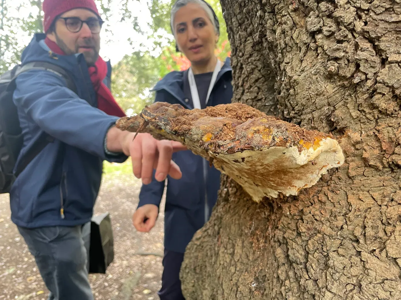 False lingzhi unmasked: Scientists crack the 245-year mystery behind a medicinal mushroom mix-up