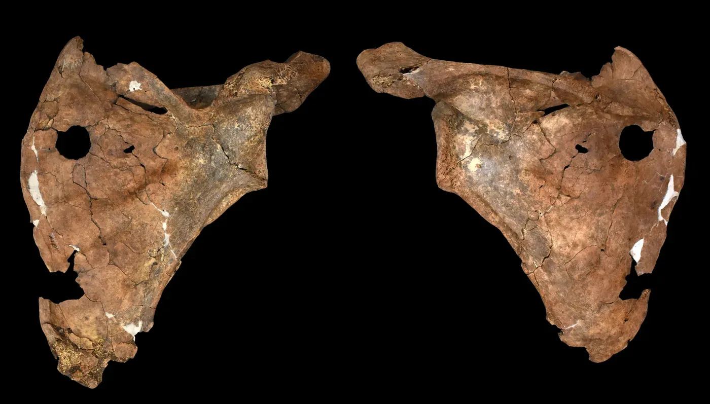 Fatal Neanderthal wound may be earliest evidence of a wooden spear attack on a human ancestor