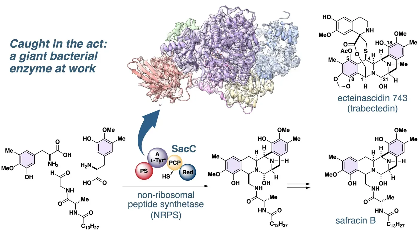 Frozen in action: Visualizing how a cancer drug scaffold is built