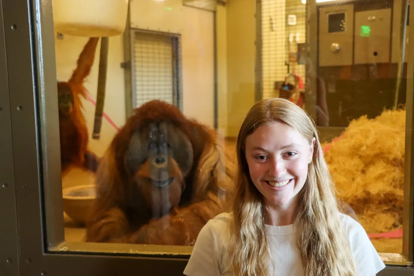 Hearing laughter may cause orangutans to value rewards more