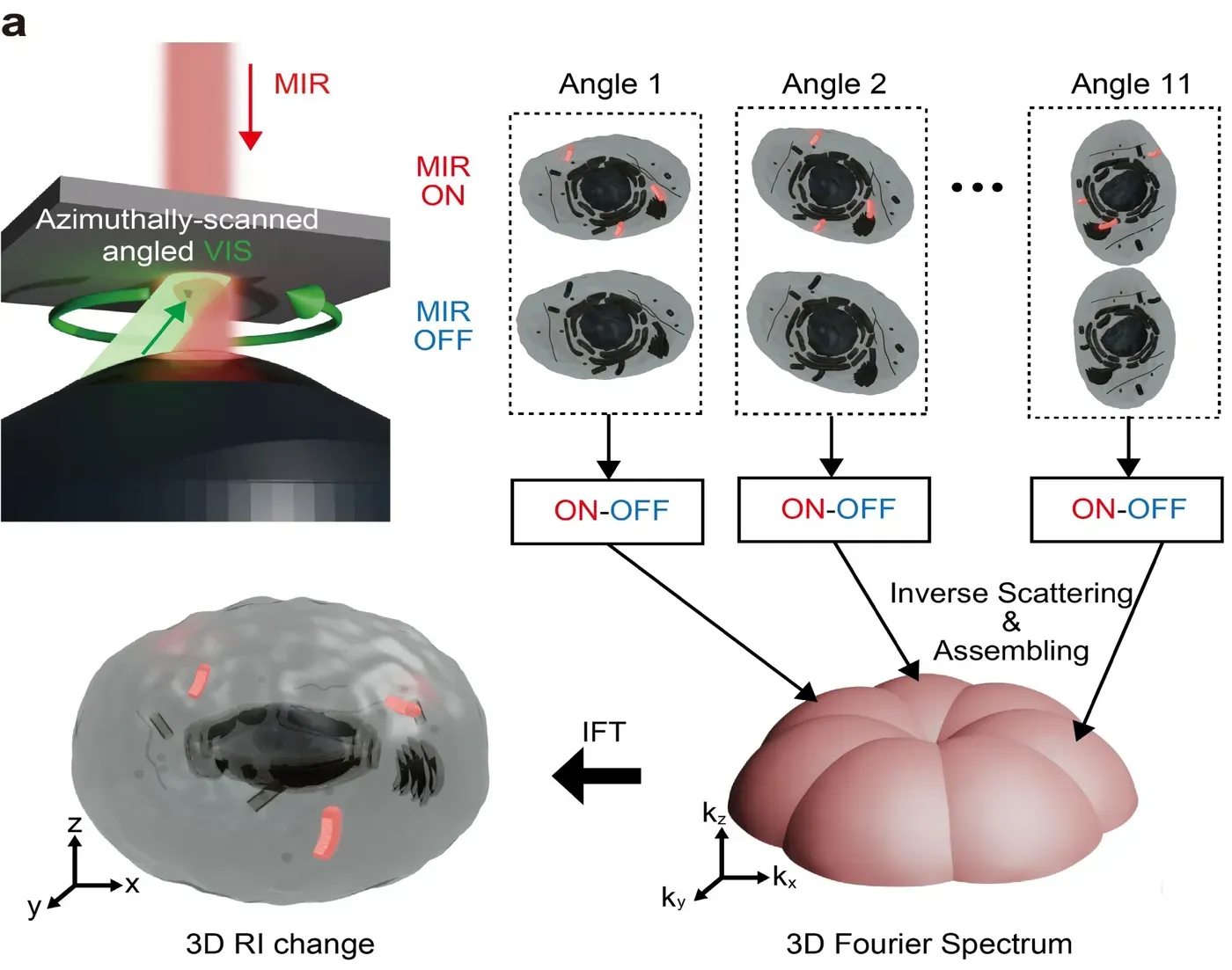 High-speed microscopy captures 3D images of living cells nearly 400 times faster