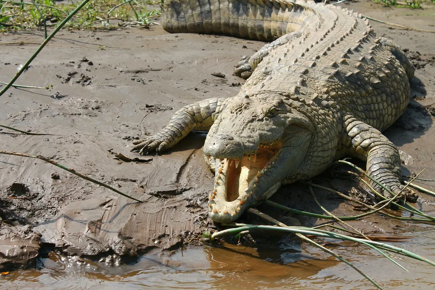 Keeping to warm climates may have helped crocodiles outlast the dinosaurs