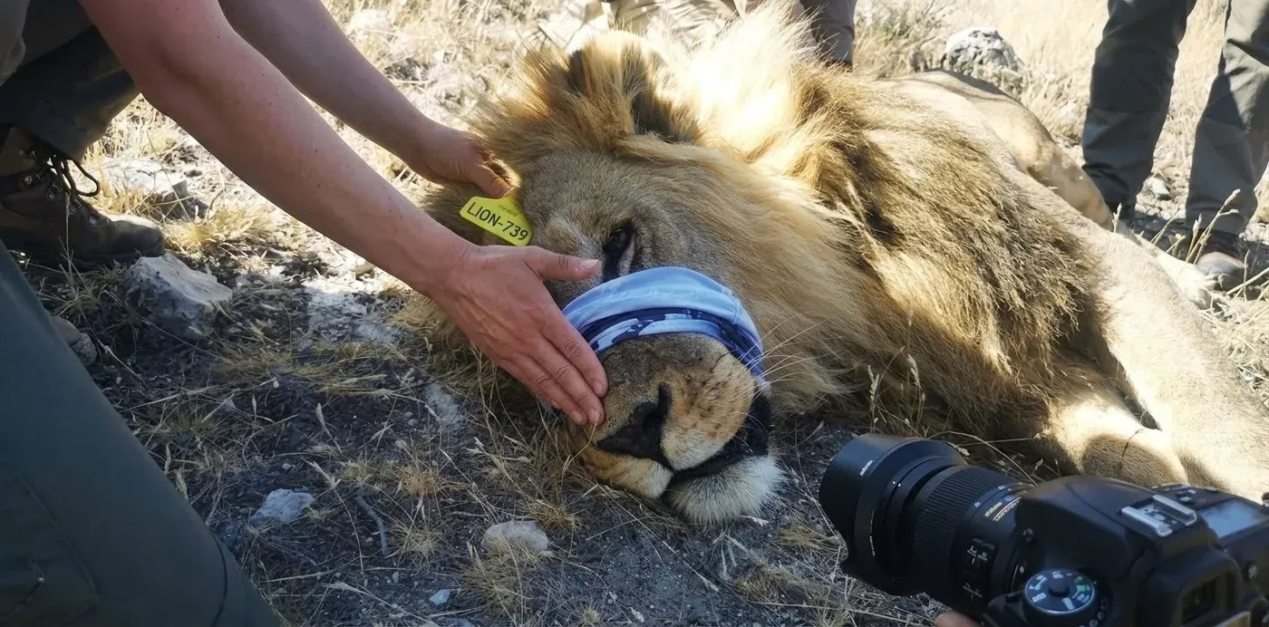 Lion droppings yield previously unknown microbial species, exposing hidden diversity inside Africa's big cats