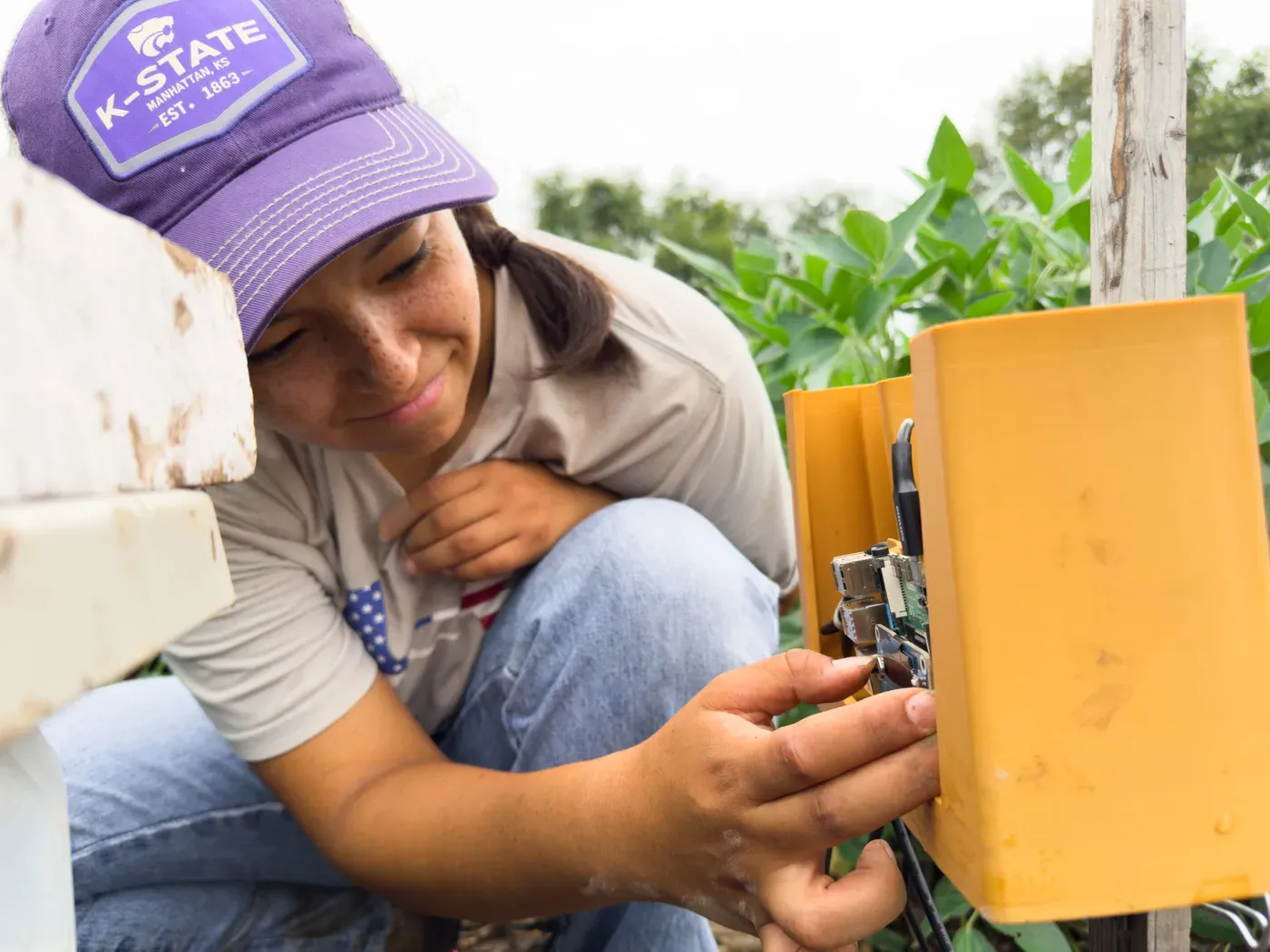Listening to hidden insects could give farmers an early warning of crop pests