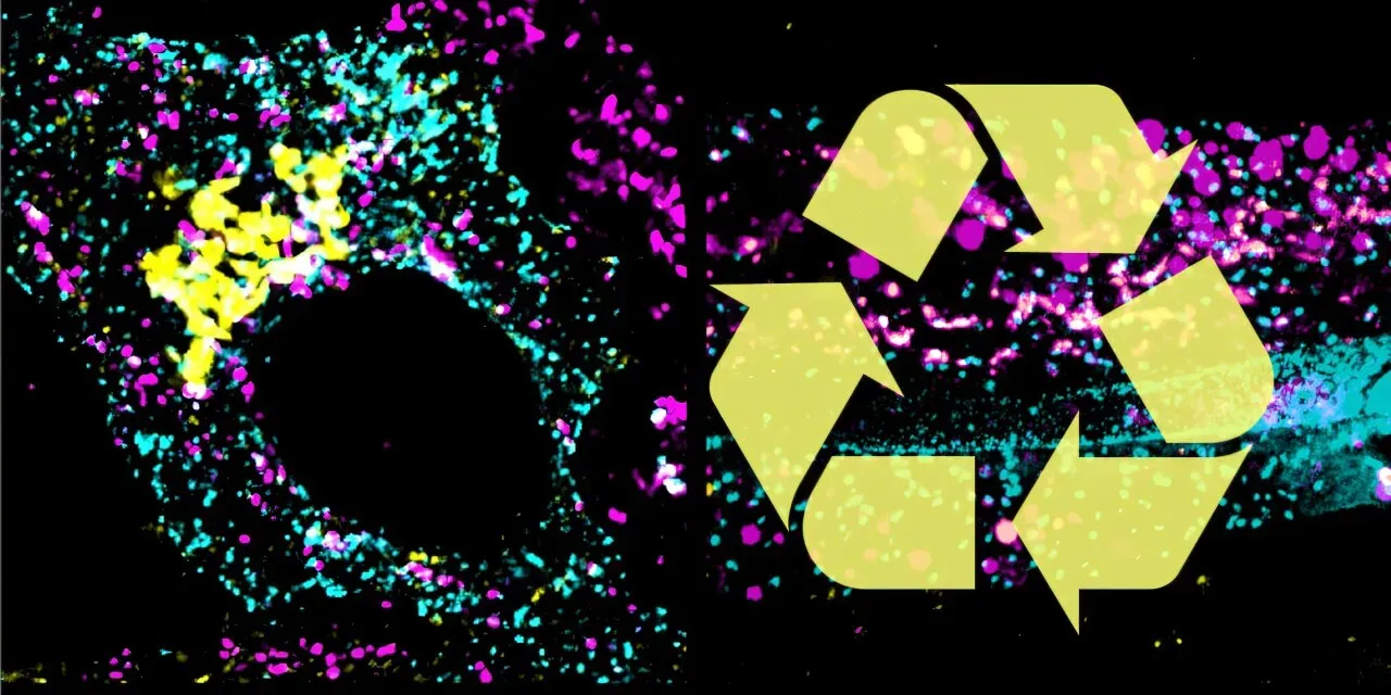 Molecular switch controls how cells load cargo for recycling