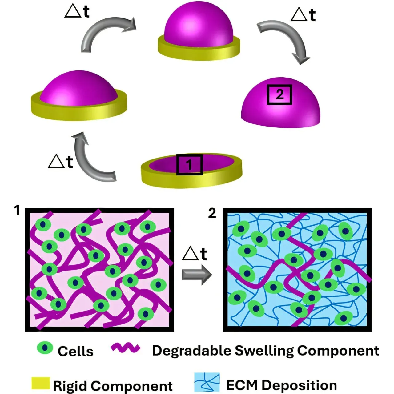 New 4D biofabrication technology holds promise for tissue engineering, wound healing