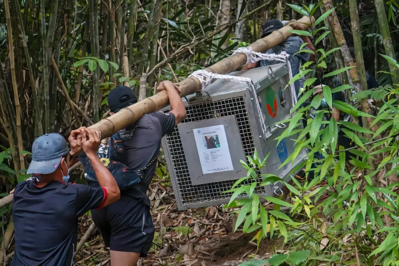 New home for orangutans rescued from Indonesia's burning forests