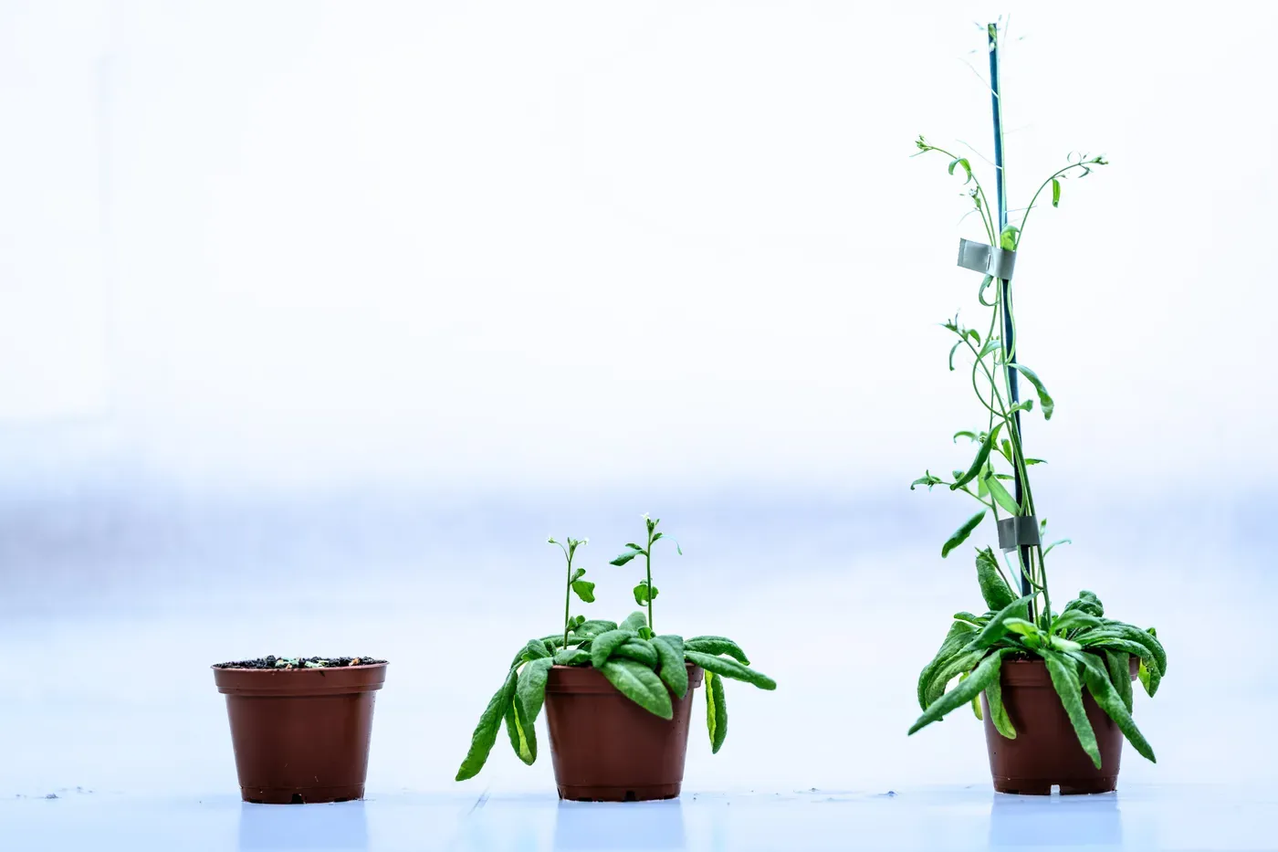 No DREAM, fewer offspring: Protein complex may play key role in plant fertility