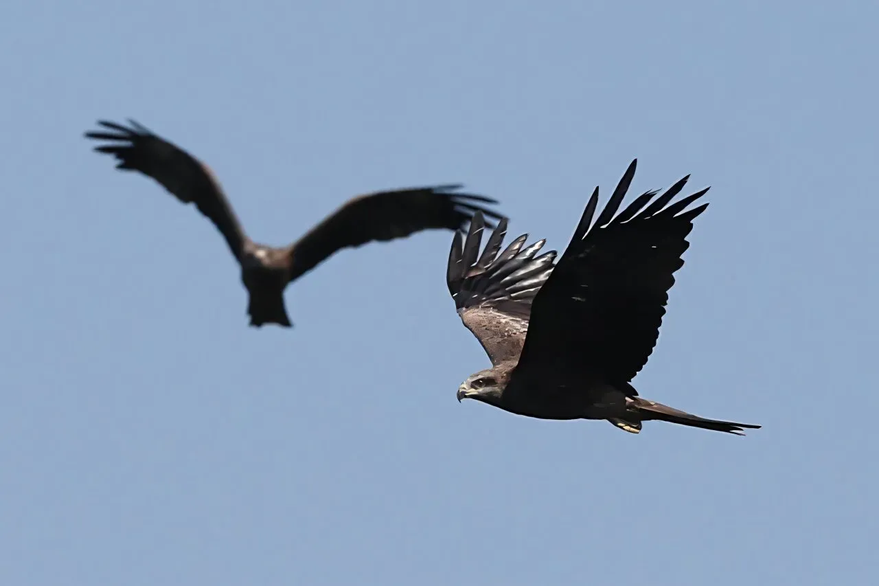 One million migrating raptors dodge illegal hunters above Georgia's Black Sea coast