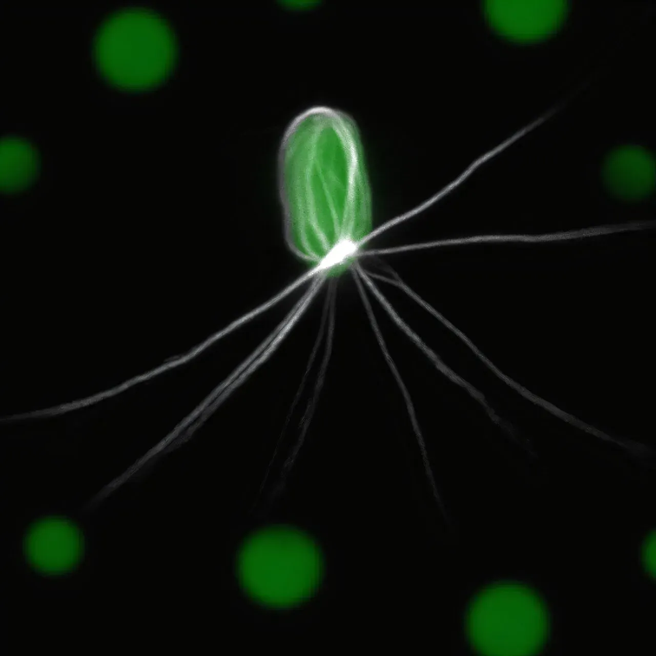 Physicists reveal new paradigm for fiber growth in neurodegenerative diseases