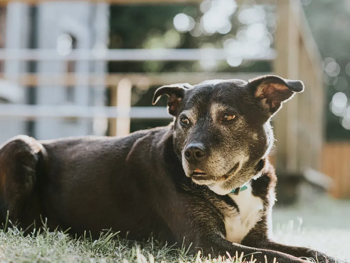 Signs Your Dog May Have Dementia, According to Vets