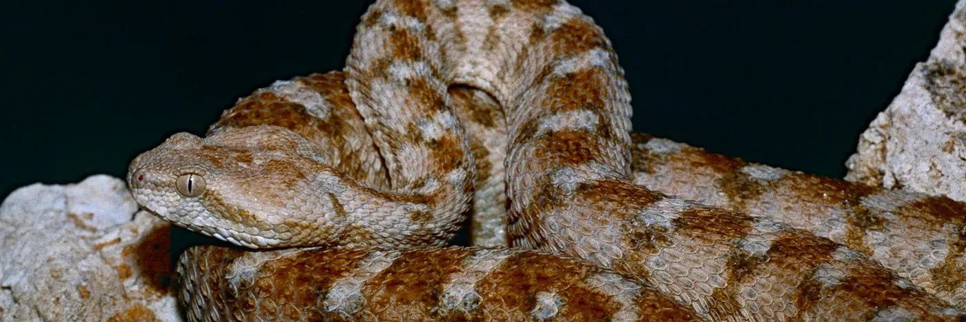 Snakebites are a far bigger problem than we knew: new study maps the hidden dangers