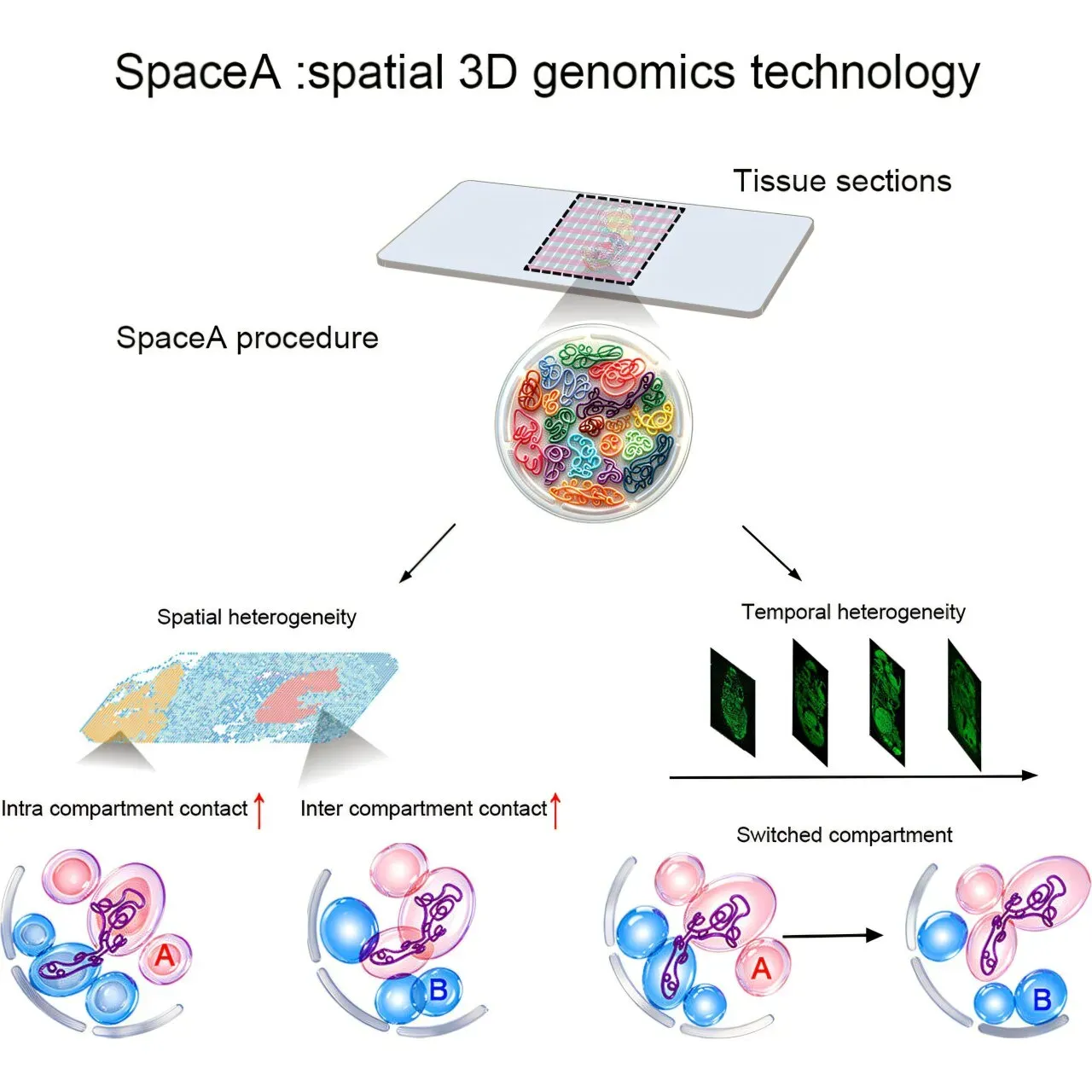 Spatial genomics tool maps long-range DNA interactions while preserving cells' locations within tissues