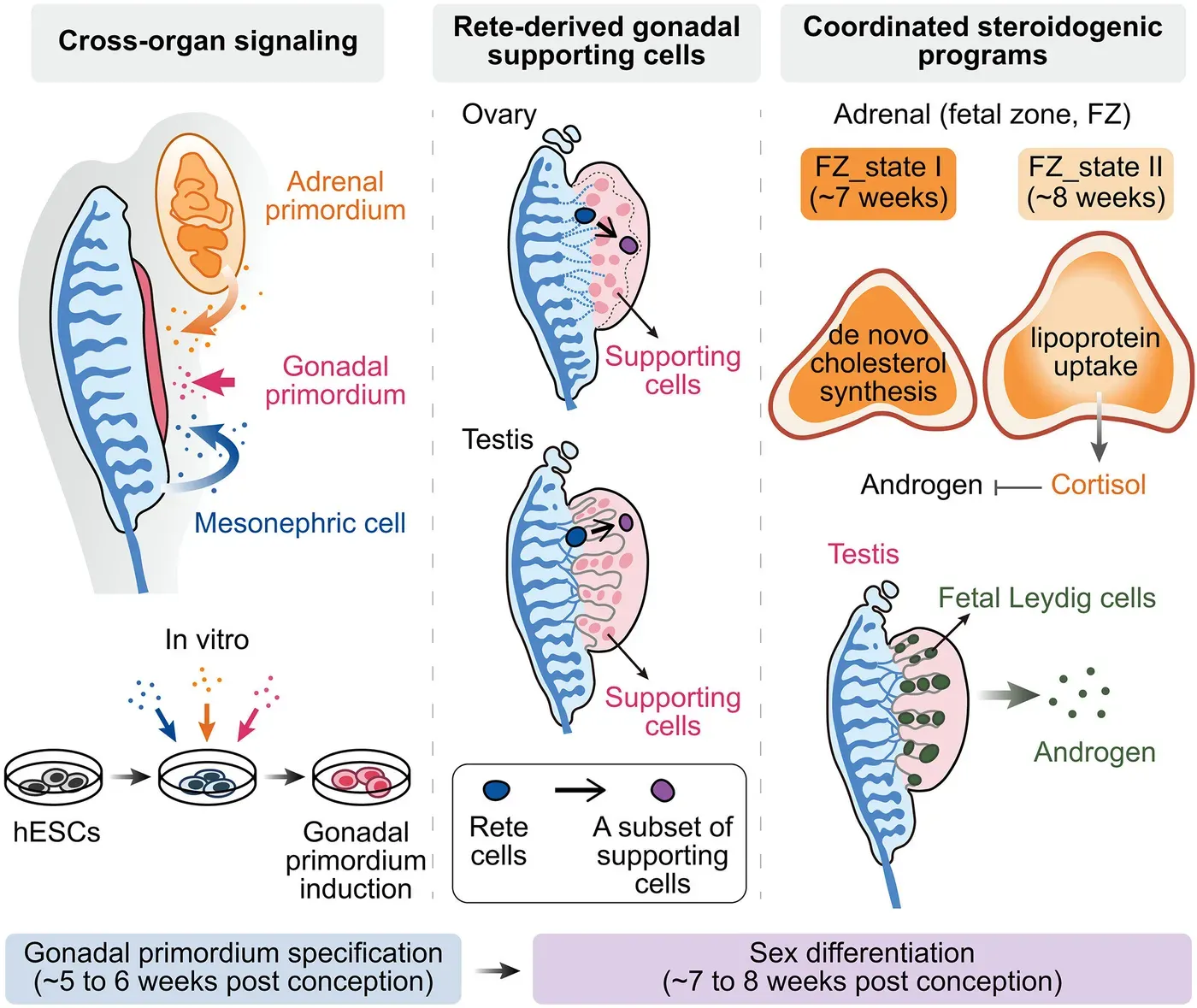 Spatial mapping reveals how human urogenital organs codevelop during organogenesis