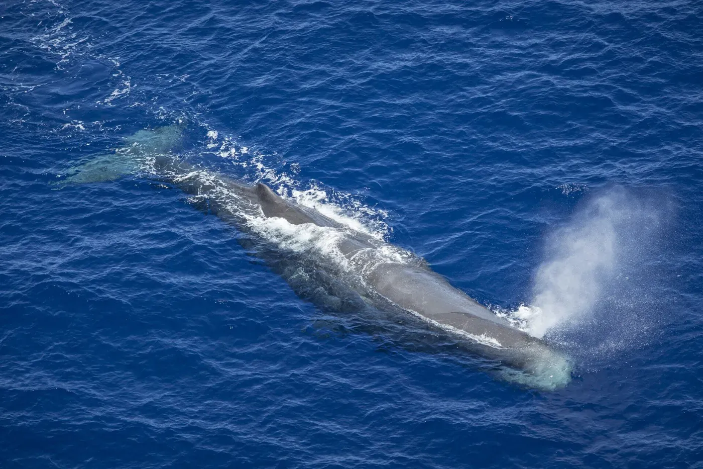 Sperm whale study highlights need for 'extensive and dynamic' conservation