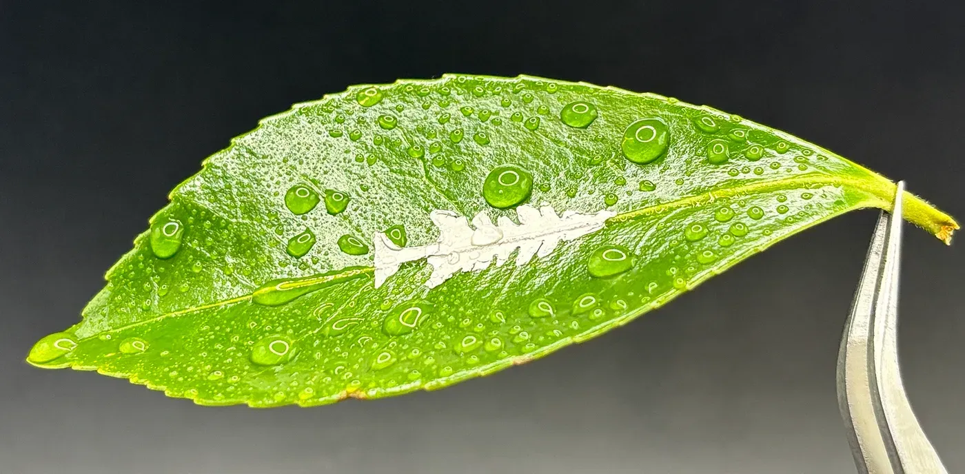 Stabilizing a simple amino acid opens a path to biodegradable sensors