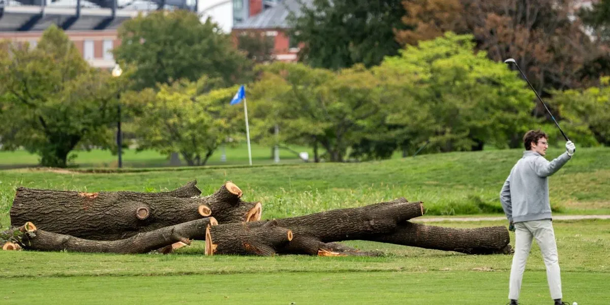 The National Park Service will remove more than 500 trees ‘that do not contribute to the historic landscape’ from a golf course Trump is redesigning