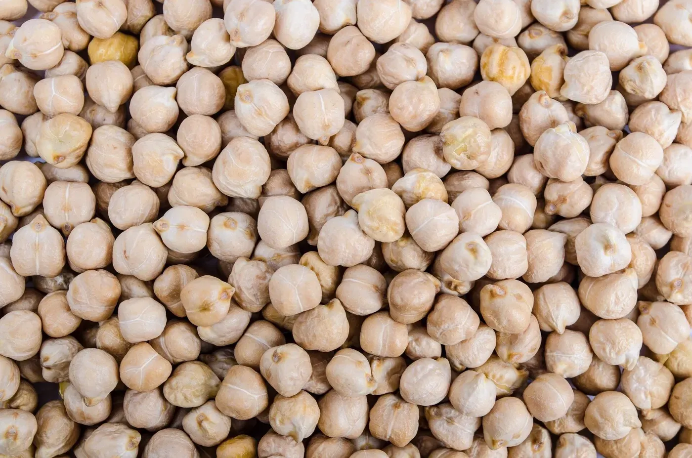 Turning up the heat on chickpea yield