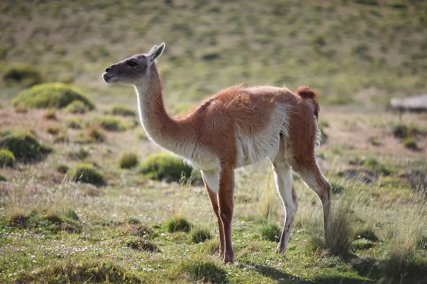 Wildlife populations have declined 73% since 1970, but many of the world's animals still aren't being counted