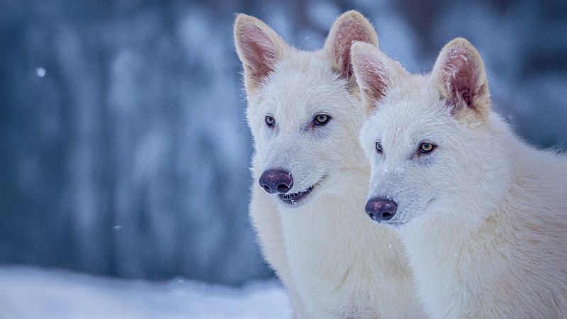 Dire wolf de-extinction: Colossal Biosciences says it has resurrected an extinct animal for the first time