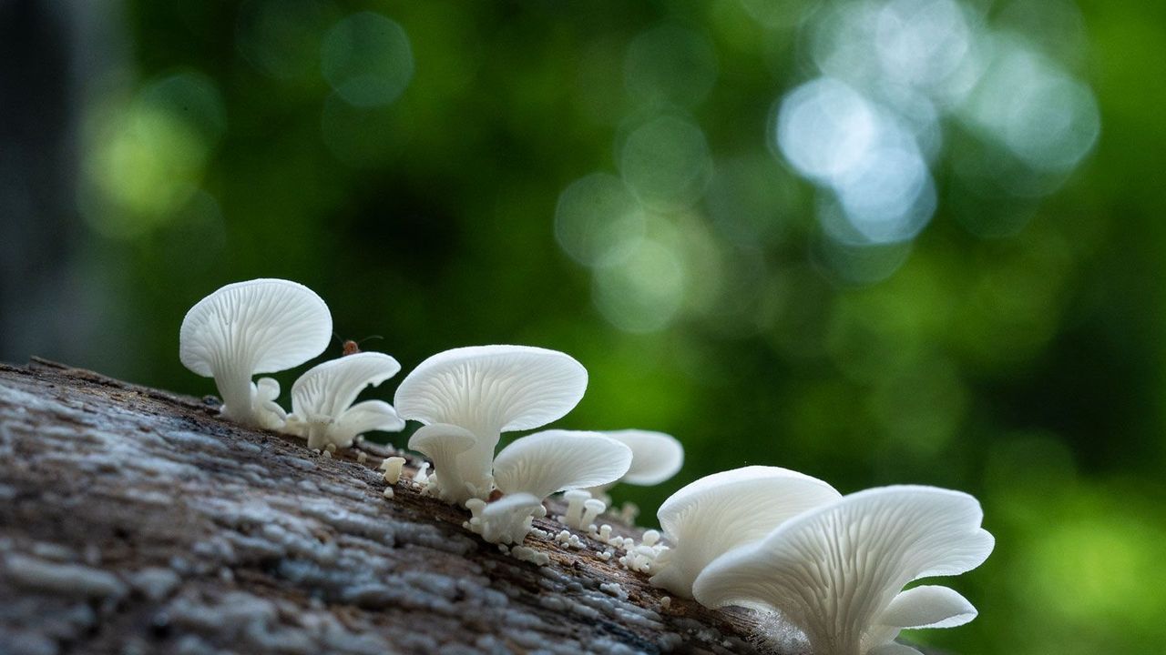 6 beautiful monsoon experiences in India