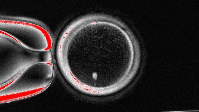 Scientists use human skin cells to create functional eggs