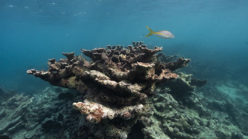 Critical Florida corals now ‘functionally extinct’ due to off-the-charts ocean temperatures