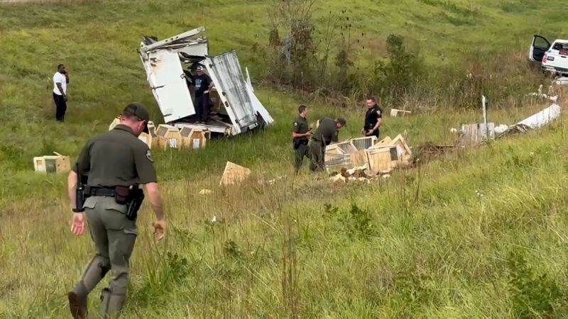 Monkeys escape from overturned truck on highway in Heidelberg, Mississippi