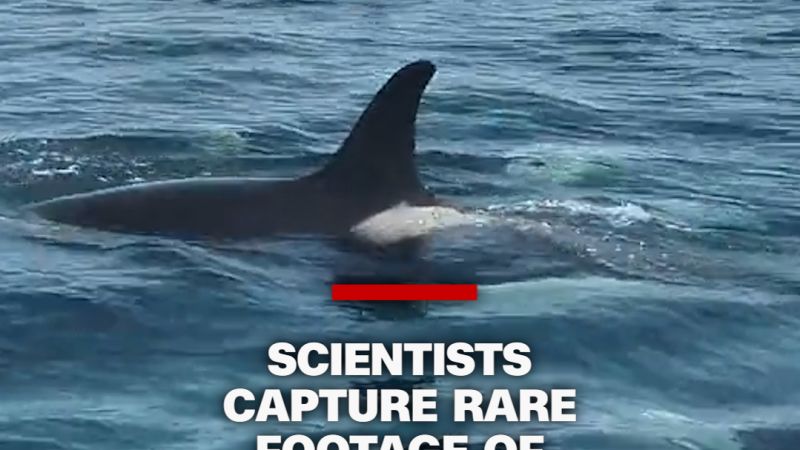 Scientists capture rare footage of endangered orca pod