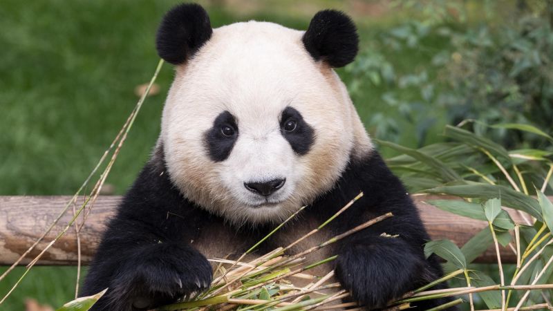 South Koreans mourn as country’s first celebrity panda, Fu Bao, heads to China