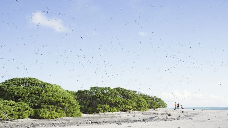 Restoration project eliminates rats from two islands in the North Pacific