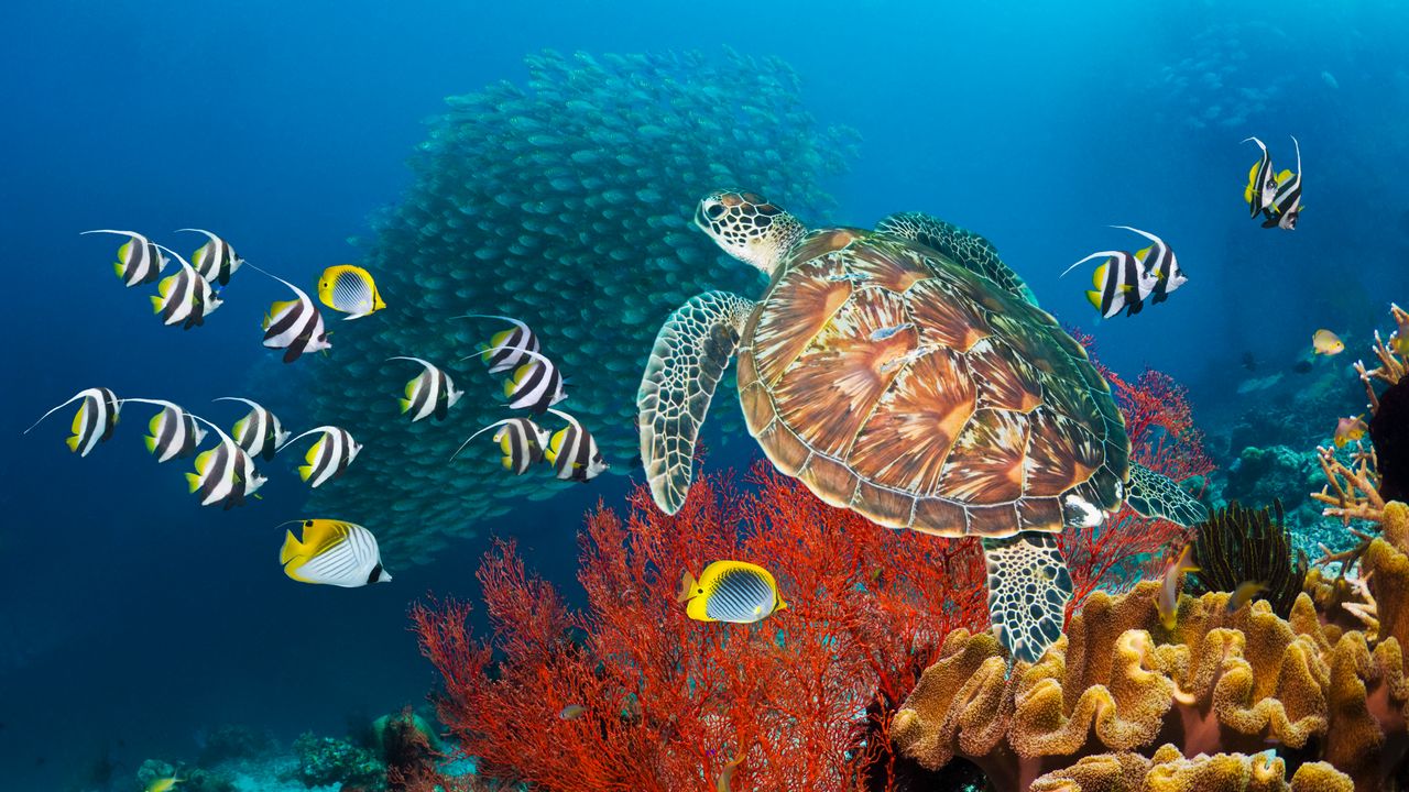 The countries with the largest coral reef area in the world