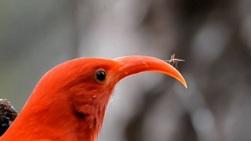 How AI Is Helping Save Hawaii’s Vanishing Birds