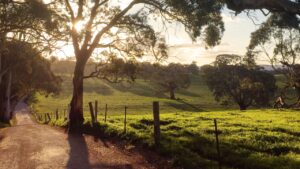 In Australia’s Clare Valley, a New 6-Day Trail Connects Historic Vineyards, Luxury Cottages, and Wild Lavender Fields