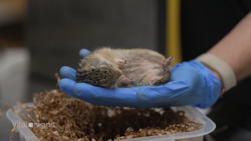 Sleep your way to Mars: How hibernation could redefine space travel and medicine