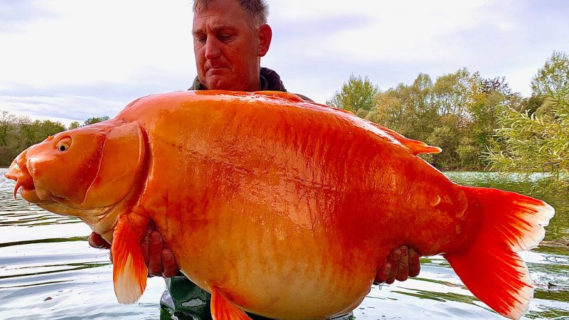 Giant 67-pound goldfish caught in a lake in France