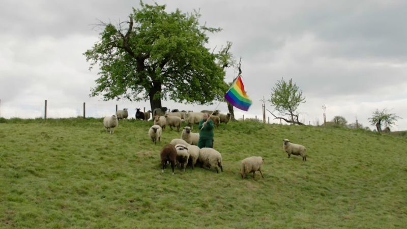 Meet the first flock of gay sheep
