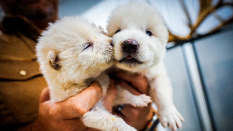 Company that ‘resurrected’ dire wolf announces frozen biovault for endangered species