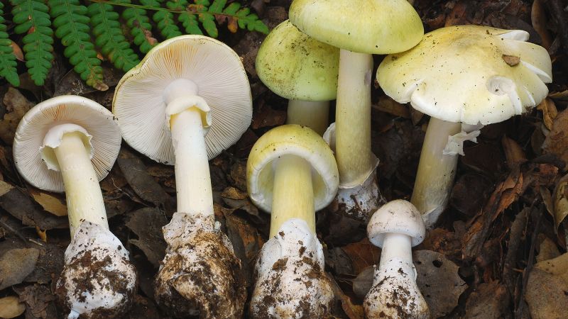 4 people have died from eating death cap mushrooms as they spread in California after rains