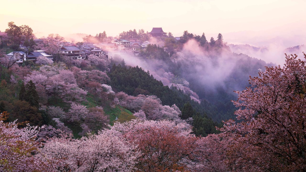 How to Experience Cherry Blossoms Around the World This Spring