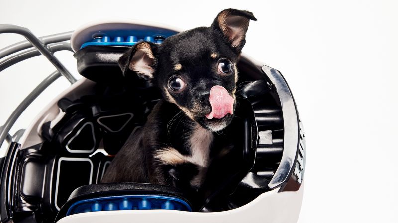 Meet the adorable stars of Puppy Bowl XXII