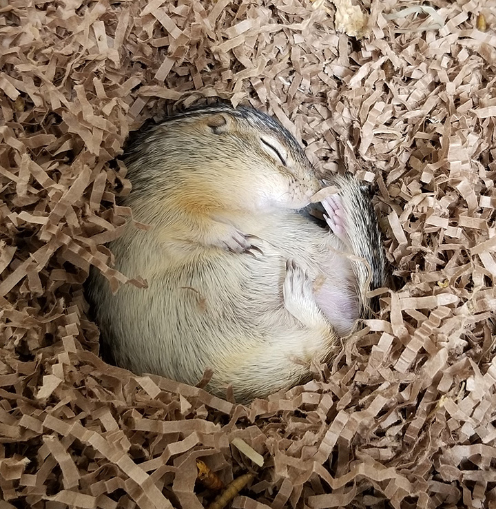 CNN shines spotlight on groundbreaking UW-Oshkosh hibernation research offering clues to combat human cancer, heart disease